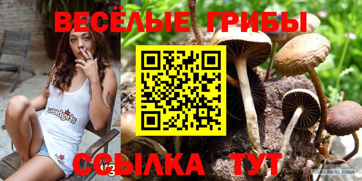 Ливны  Псилоцибиновые грибы Cubensis  Вход с VPN 